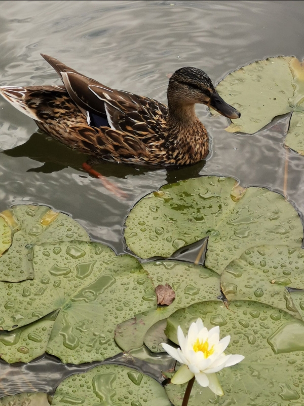 Seerose Schnee-Weiß mit Ente